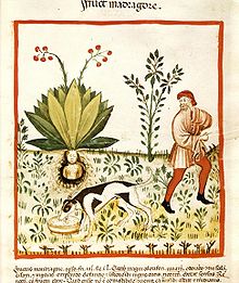 Arrachage d'une mandragore. Manuscrit Tacuinum Sanitatis, Bibliothèque nationale de Vienne, v. 1390